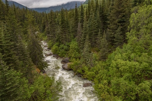 White water river flowing in heavily forested landscape.