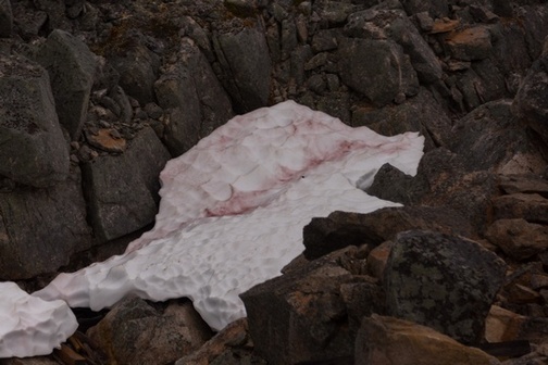 Closseup image of algae or "pink snow" in the rocks near the train track.